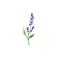 Naklejka premium Watercolor lilac flowers isolated on white background