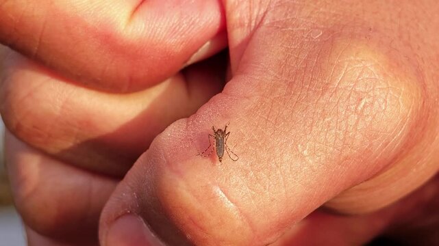 Mosquito, a footage of a mosquito sucking blood in the hand.

