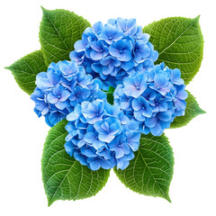 Radiant blue hydrangea blossom, lush green foliage, serene floral arrangement