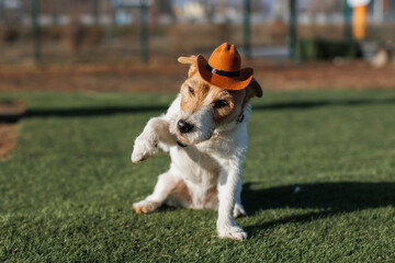 Jack Russell terrier wearing a cowboy hat