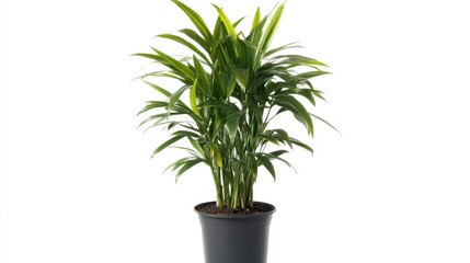 A vibrant indoor plant showcases its lush, green foliage in a sleek black pot, creating a refreshing atmosphere against a clean white background. Ideal for home decoration