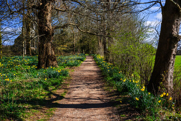 Daffodils Spring footpath Baddesley Clinton Stately home estate. Warwickshire English Midlands UK