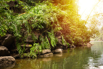 Lush vegetation and beautiful asian landscape at river in Ninh Binh, Vietnam