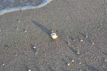 Shell resting on the sandy shore as waves lap gently at sunset