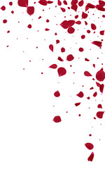 Pink Blossom Japan Vector White Background.