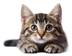Playful kitten posing indoor setting high-quality cut out