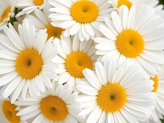 Fototapeta premium Close-up of White Daisies with Yellow Centers, Floral Bouquet, Freshness and Beauty.
