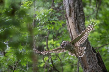 Barred owl Hunting
