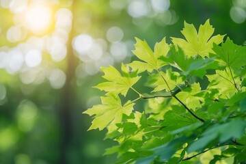 Obraz premium The vibrant, sunlit leaves of a young maple tree fluttering gently in the early morning breeze. 