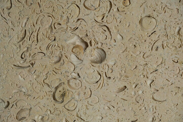Detailed texture of sedimentary rock showcasing fossilized shells and intricate patterns of prehistoric sea creatures.