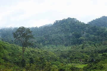 Fototapeta premium Tropical Forest at Meratus Mountain, Borneo Rainforest, Indonesia.