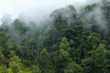 Tropical Forest at Meratus Mountain, Borneo Rainforest, Indonesia.