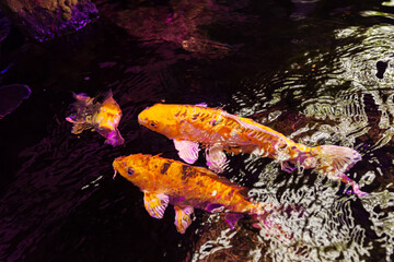Koi carps in aquarium, top view. Wildlife, colorful underwater world, aquarium.