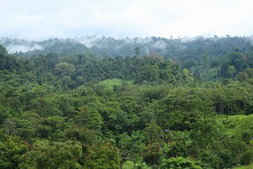 Obraz premium Tropical Forest at Meratus Mountain, Borneo Rainforest, Indonesia.