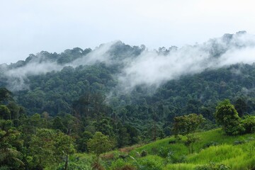 Tropical Forest at Meratus Mountain, Borneo Rainforest, Indonesia.