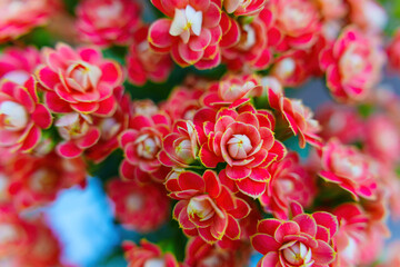 Vibrant Springtime Floral Background Made From Kalanchoe Plants With Colorful Flowers In Bloom