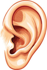 Simply illustrate anatomy ear simple illustrations. 