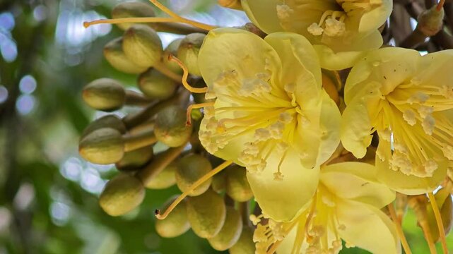 Group bud durian flowers blooming on the branches on tree.