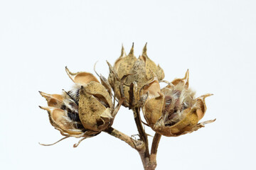 Fototapeta premium Hibiscus syriacus capsules with seeds close up