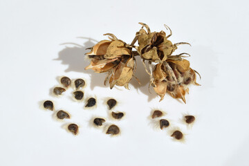Hibiscus syriacus capsules with seeds close up
