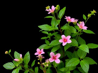 Pink Hibiscus Flowers and Green Leaves on Black Background, Floral Illustration, Spring Bloom.
