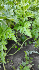 Fototapeta premium Close-up of a small watermelon developing on the vine, thriving in a natural and healthy agricultural environment