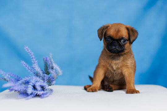 Petit Brabanson puppies on a monochrome background