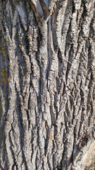 Detailed Close-up of a Tree Trunk with Rough, Textured Bark in Natural Tones