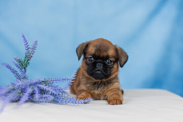 Petit Brabanson puppies on a monochrome background