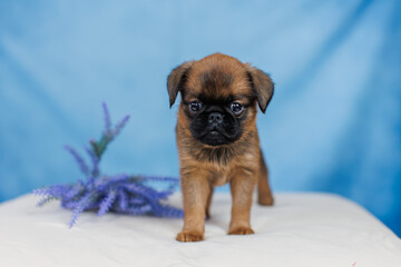 Petit Brabanson puppies on a monochrome background
