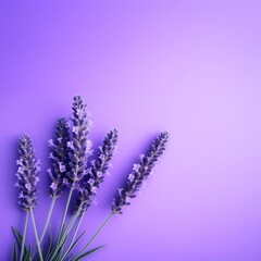 Obraz premium Lavender blossom flower purple.