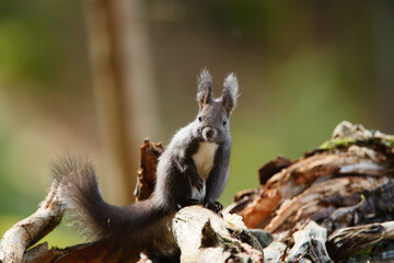 Eurasisches Eichhörnchen Portrait
