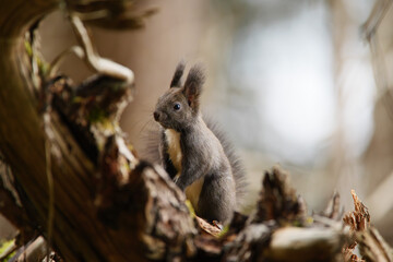 Eurasisches Eichhörnchen Portrait