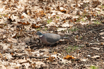A bird with a grayish plumage searches for food among dry, fallen leaves on the ground in a quiet forest. Soft sunlight filters through the trees, creating a calm atmosphere