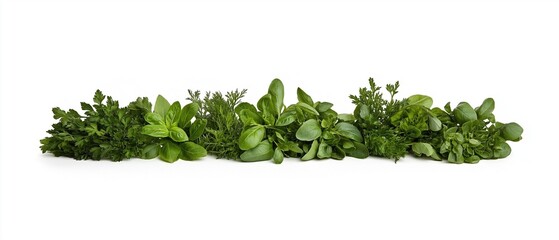 Naklejka premium Group of fresh green herbs arranged in a horizontal line on a white background. the herbs appear to be a mix of different types of leaves, including basil, thyme, and oregano.