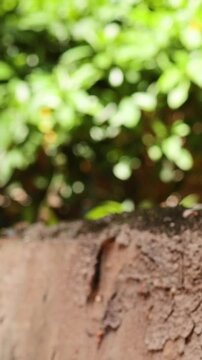 Ants Moving Across a Wall