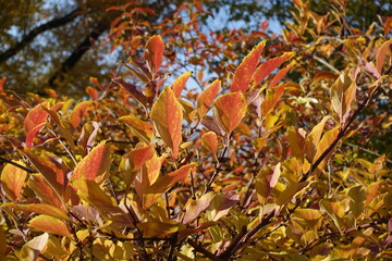 Vivid multicolored autumnal foliage of forsythia in October