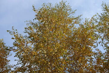 Autumnal foliage of birch in mid October