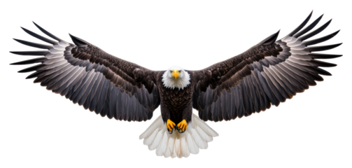 Majestic eagle taking flight nature wildlife aerial view cut out