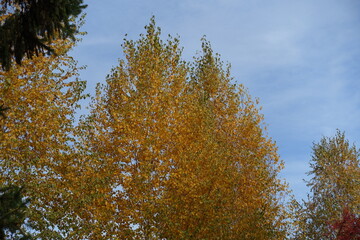 Hazy blue sky and autumnal foliage of birch in mid October