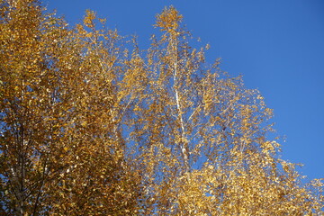 Cloudless blue sky and autumnal foliage of birch in october