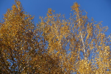 Unclouded blue sky and autumnal foliage of birch in October