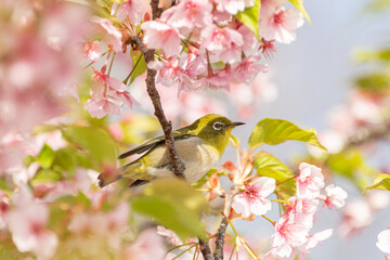 満開のサクラに止まる可愛い野鳥