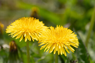 野に咲く美しいタンポポ