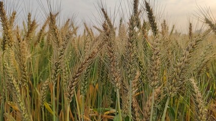 ears of wheat in the field