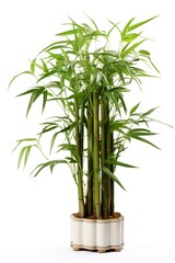 Fototapeta premium Four bamboo plant white background houseplant freshness.