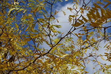 Sky and thorny branches of Gleditsia triacanthos with autumnal foliage in mid October