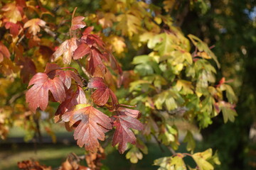 Multicolored autumnal foliage of common hawthorn in mid October
