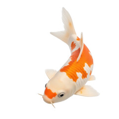 Fototapeta premium Orange and White Koi Fish Isolated on Black Background