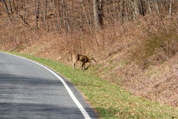 Whitetail Deer in Shenandoah National Park in Early Spring